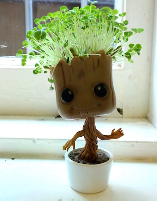 chia Groot with long planty hair