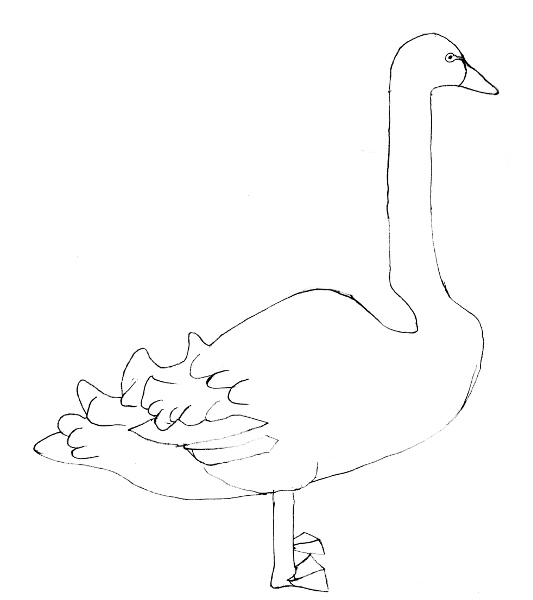 Cygnus atratus