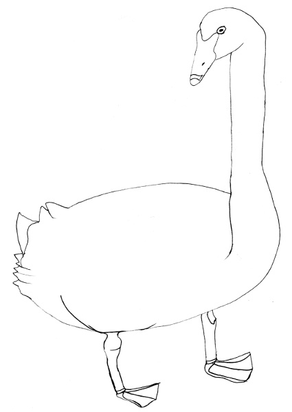 Cygnus atratus