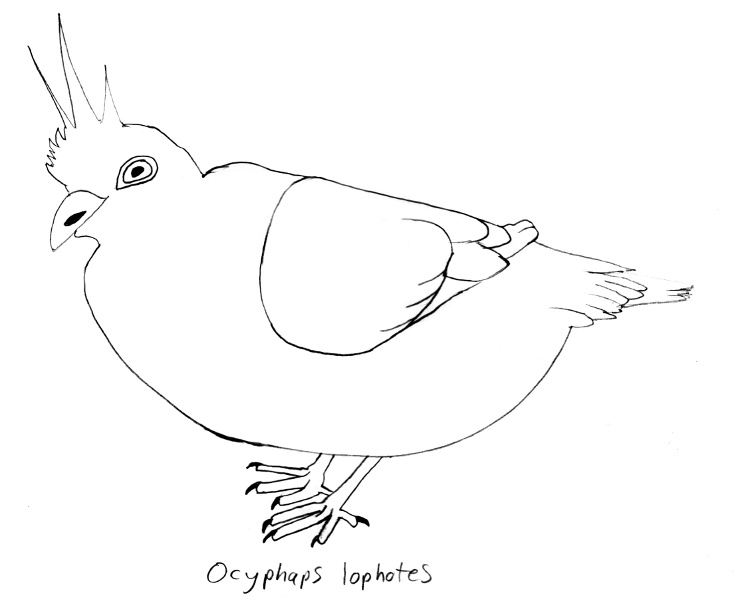 Ocyphaps-lophotes