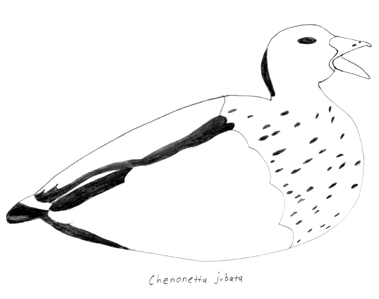 Chenonetta jubata