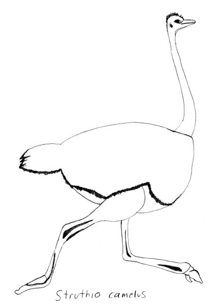 Struthio camelus