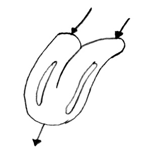 A tongue that looks like a boolean logic gate