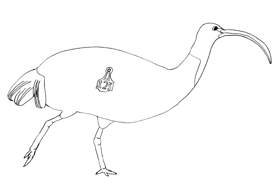 Threskiornis moluccus