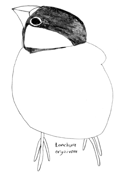 Lonchura oryzivora