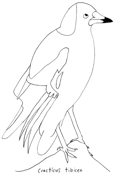Cracticus tibicen