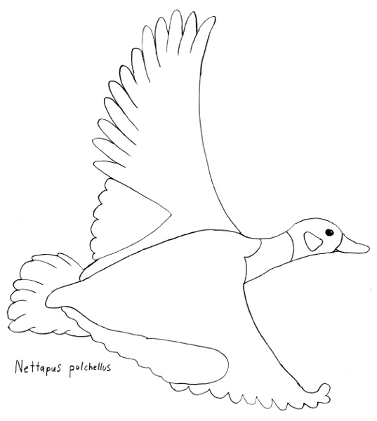 Nettapus pulchellus