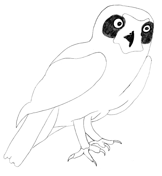 Ninox boobook