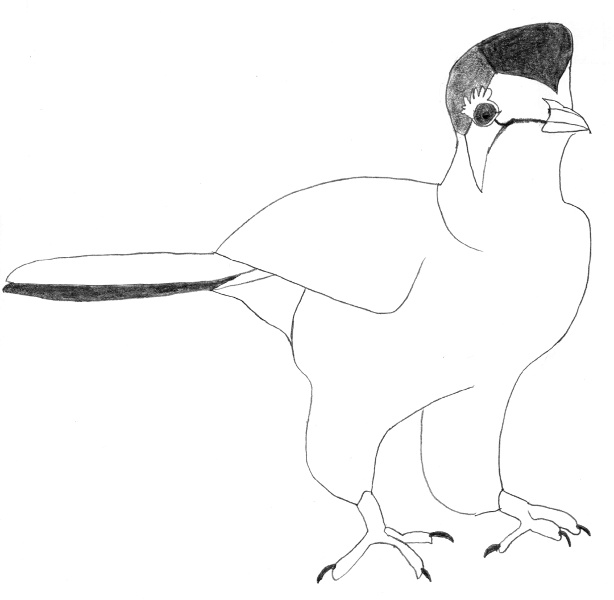 Tauraco leucotis