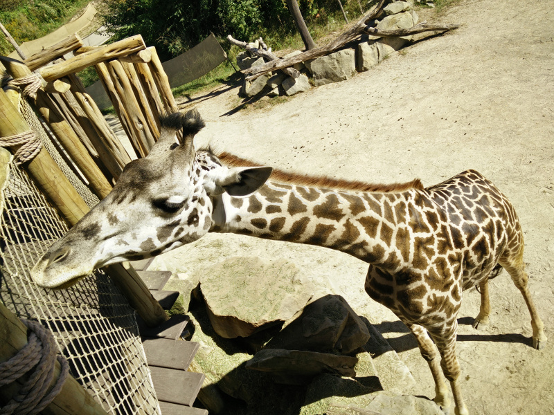 Cincinnati giraffe