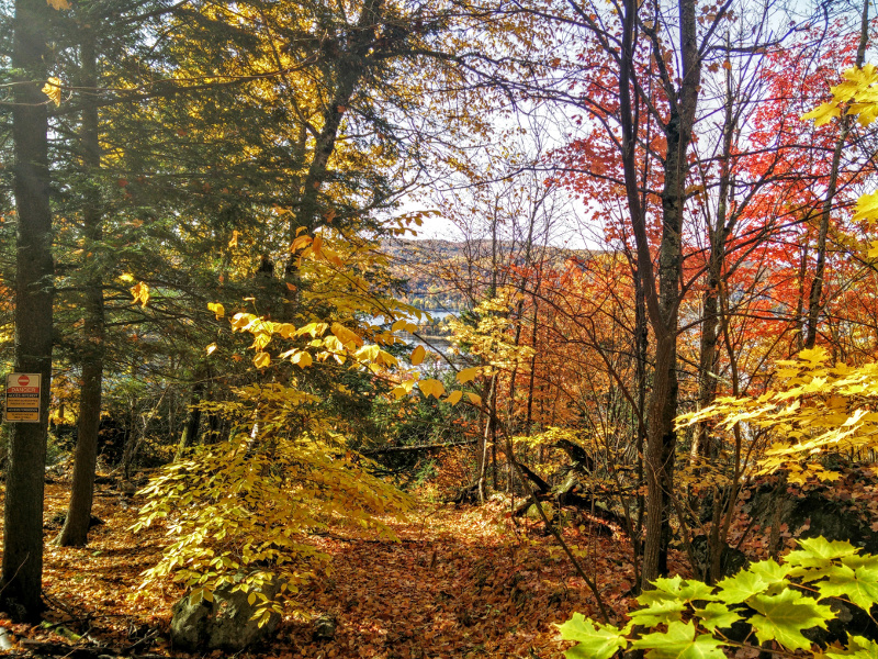 Colours of autumn