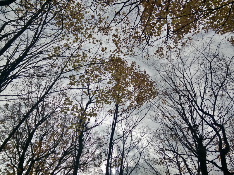 Looking up